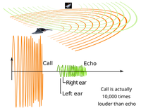 TOF measurement. Illustration with bat echolocation